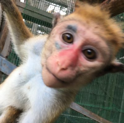 フーシャ