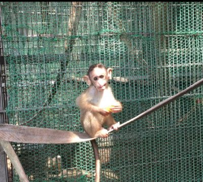 ショウグン