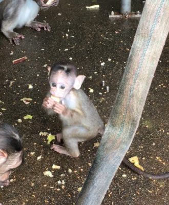 ショウグン