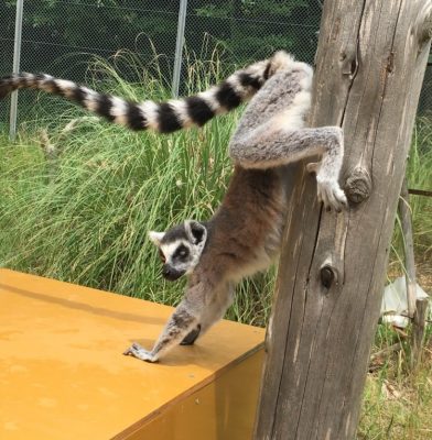 ラメ