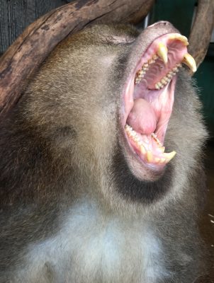 ザルバのあくび