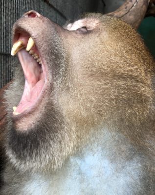 ザルバのあくび3