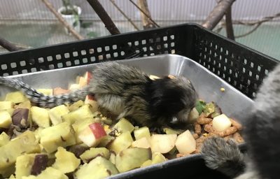 クロミミマーモセットの赤ちゃんの食事