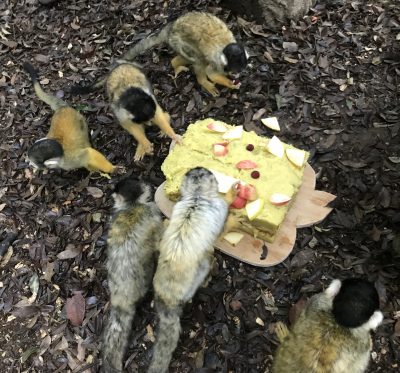 ケーキを食べるリスザルたち