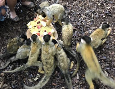 ケーキに群がるリスザルたち