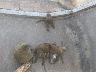 コドモのヒヒたち