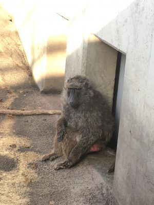 今日のイヤ