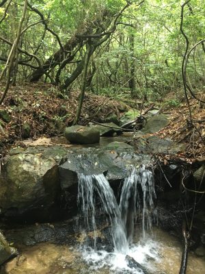 宮島の森
