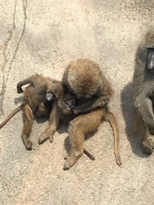 イヤミとイナリ