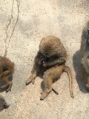 イヤミとイナリ