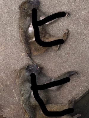 暑い日のヒヒ2