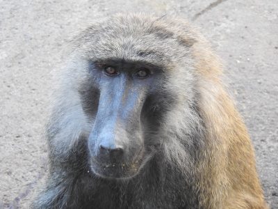 ナオト