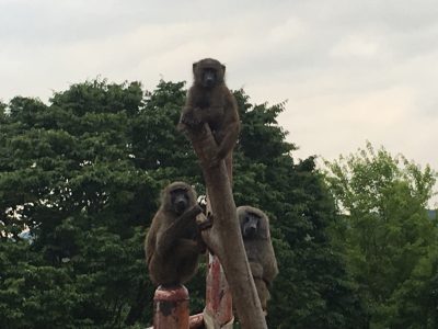 トライアングル