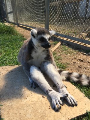 チャツネ