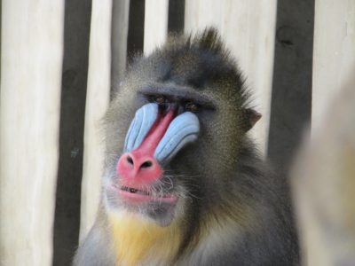 キンシャサの顔