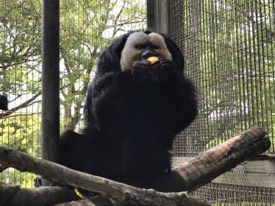 ビワを頬張るモップ君