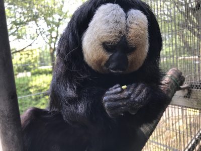 種を食べるモップ君