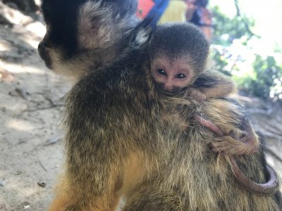 リスザルの赤ちゃん