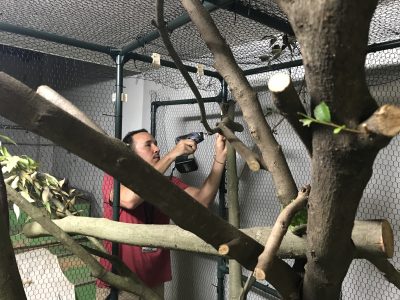 働くホスエさん