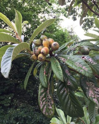 ビワ