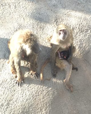 ナオトとスシと赤ちゃん