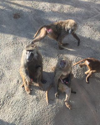 ナオトとスシと赤ちゃん2
