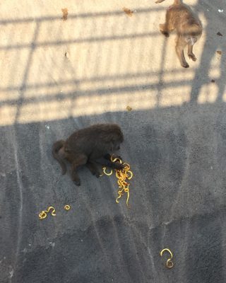 ミカンを食べるナオト