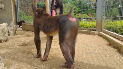 マンドリルのしっぽ 飼育の部屋