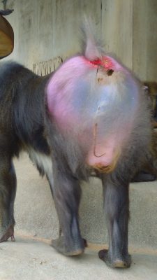 キンシャサのしっぽ