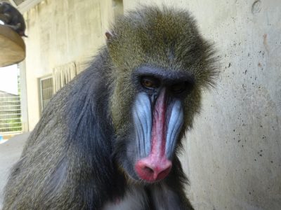 デコ