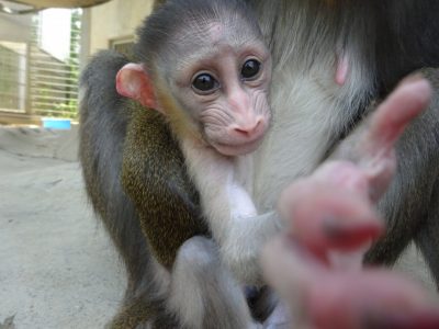 あかちゃん