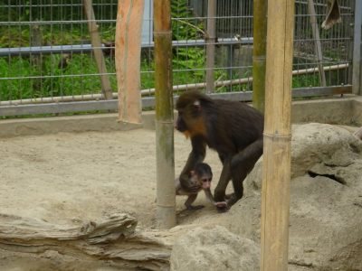 イラーリとデイ