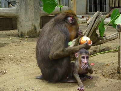 デイとイラーリ
