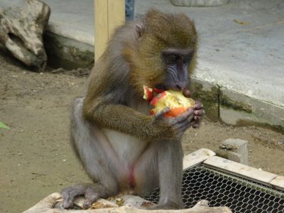 サユミ