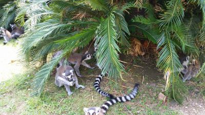 ワオキツネザルinワオキツネザル