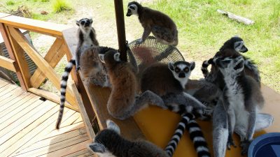 ワオキツネザル扇風機に乗る