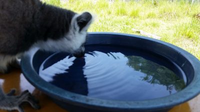 ワオキツネザル水飲む