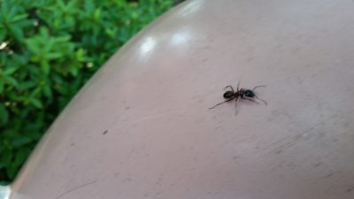 ゴミ箱の上に