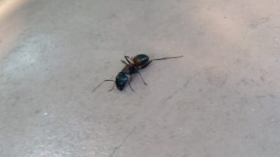 アリ大きな