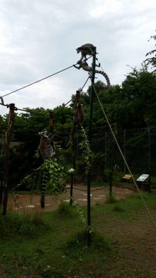 ワオキツネザル動き出る