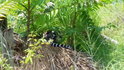 ワオキツネザル木陰に