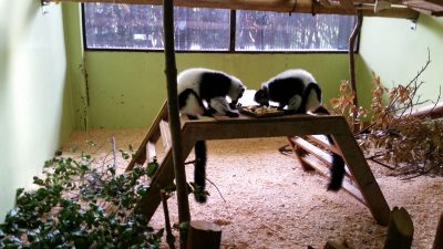 エリマキ朝食