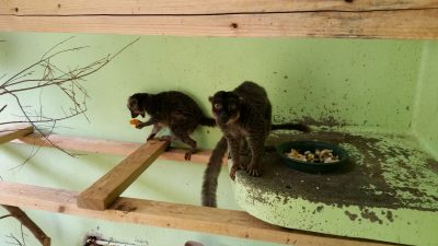 ないわよカボチャ