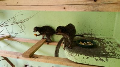 ブラウンチラリ