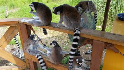 ワオキツネザルの扇風機