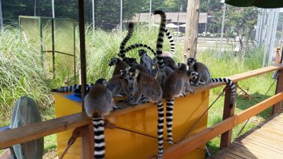 カチコチフルーツ大人気でした