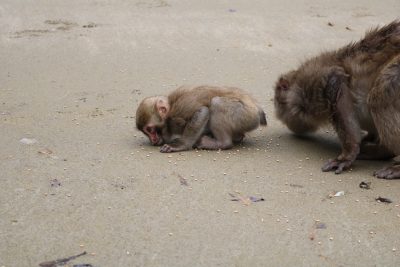コムギを食べる