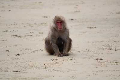 幸島 ニホンザル