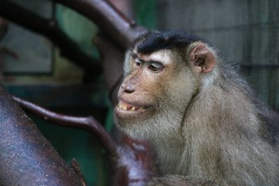 歯を見せる