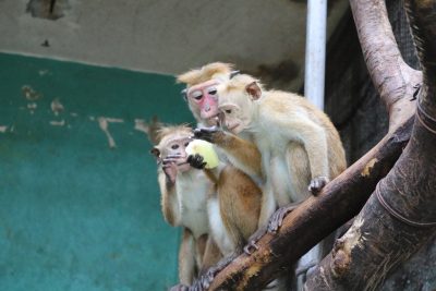 三頭で食べる